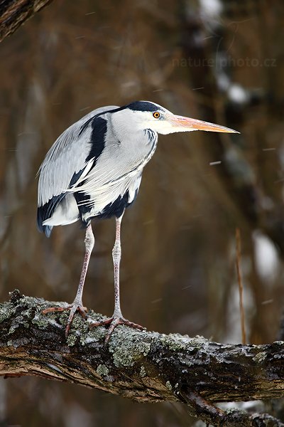 Volavka popelavá (Ardea cinerea), Volavka popelavá (Ardea cinerea), Grey Heron, Autor: Ondřej Prosický | NaturePhoto.cz, Model: Canon EOS 5D Mark II, Objektiv: Canon EF 500mm f/4 L IS USM, Ohnisková vzdálenost (EQ35mm): 700 mm, stativ Gitzo, Clona: 6.3, Doba expozice: 1/200 s, ISO: 250, Kompenzace expozice: 0, Blesk: Ne, Vytvořeno: 14. března 2010 9:00:24, zvíře v lidské péči, Herálec, Vysočina (Česko)