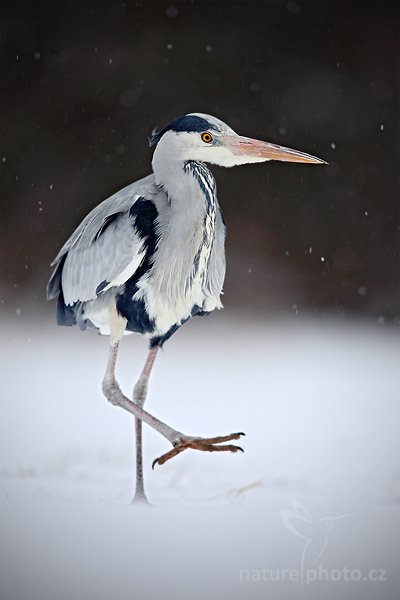 Volavka popelavá (Ardea cinerea), Volavka popelavá (Ardea cinerea), Grey Heron,  Autor: Ondřej Prosický | NaturePhoto.cz, Model: Canon EOS 5D Mark II, Objektiv: Canon EF 500mm f/4 L IS USM, Ohnisková vzdálenost (EQ35mm): 700 mm, stativ Gitzo, Clona: 6.3, Doba expozice: 1/400 s, ISO: 250, Kompenzace expozice: 0, Blesk: Ne, Vytvořeno: 14. března 2010 8:49:23, zvíře v lidské péči, Herálec, Vysočina (Česko) 