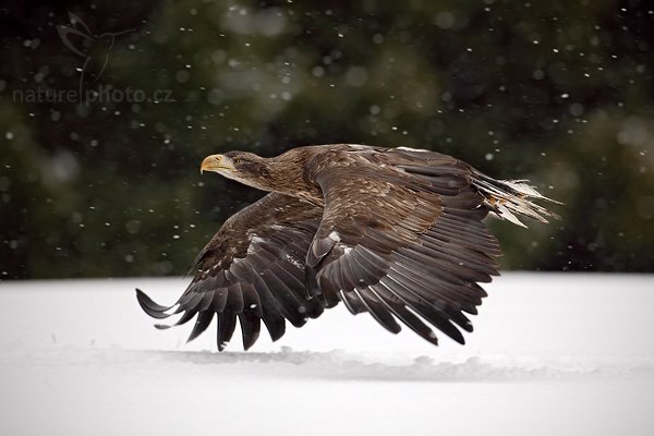 Orel mořský (Haliaeetus albicilla), Orel mořský (Haliaeetus albicilla), White-tailed Eagle, Autor: Ondřej Prosický | NaturePhoto.cz, Model: Canon EOS 5D Mark II, Objektiv: Canon EF 500mm f/4 L IS USM, Ohnisková vzdálenost (EQ35mm): 500 mm, stativ Gitzo, Clona: 5.6, Doba expozice: 1/1250 s, ISO: 1000, Kompenzace expozice: -1/3, Blesk: Ne, Vytvořeno: 14. března 2010 9:31:34, zvíře v lidské péči, Herálec, Vysočina (Česko) 