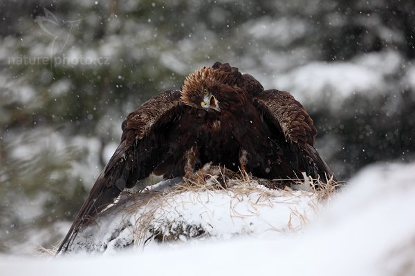 Orel skalní (Aquila chrysaetos), Orel skalní (Aquila chrysaetos), Golden Eagle, Autor: Ondřej Prosický | NaturePhoto.cz, Model: Canon EOS 5D Mark II, Objektiv: Canon EF 500mm f/4 L IS USM, Ohnisková vzdálenost (EQ35mm): 500 mm, stativ Gitzo, Clona: 6.3, Doba expozice: 1/500 s, ISO: 800, Kompenzace expozice: -2/3, Blesk: Ne, Vytvořeno: 13. března 2010 15:18:55, zvíře v lidské péči, Herálec, Vysočina (Česko)