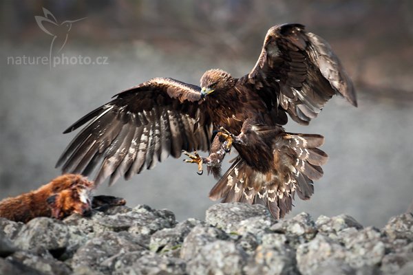 Orel skalní (Aquila chrysaetos), Orel skalní (Aquila chrysaetos), Golden Eagle, Autor: Ondřej Prosický | NaturePhoto.cz, Model: Canon EOS 5D Mark II, Objektiv: Canon EF 500mm f/4 L IS USM, Ohnisková vzdálenost (EQ35mm): 500 mm, stativ Gitzo, Clona: 5.6, Doba expozice: 1/400 s, ISO: 800, Kompenzace expozice: -2/3, Blesk: Ne, Vytvořeno: 27. března 2010 16:38:39, zvíře v lidské péči, Herálec, Vysočina (Česko) 