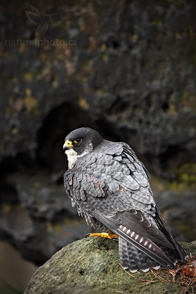 Sokol stěhovavý (Falco peregrinus), Sokol stěhovavý (Falco peregrinus) Peregrine Falcon, Autor: Ondřej Prosický | NaturePhoto.cz, Model: Canon EOS 5D Mark II, Objektiv: Canon EF 500mm f/4 L IS USM, Ohnisková vzdálenost (EQ35mm): 500 mm, stativ Gitzo, Clona: 7.1, Doba expozice: 1/250 s, ISO: 800, Kompenzace expozice: -1, Blesk: Ne, Vytvořeno: 27. března 2010 14:35:23, zvíře v lidské péči, Herálec, Vysočina (Česko) 