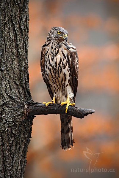 Jestřáb lesní (Accipiter gentilis), Jestřáb lesní (Accipiter gentilis), Goshawk, Autor: Ondřej Prosický | NaturePhoto.cz, Model: Canon EOS 5D Mark II, Objektiv: Canon EF 500mm f/4 L IS USM, Ohnisková vzdálenost (EQ35mm): 500 mm, stativ Gitzo, Clona: 5.6, Doba expozice: 1/100 s, ISO: 1250, Kompenzace expozice: 0, Blesk: Ne, Vytvořeno: 27. března 2010 8:40:50, zvíře v lidské péči, Herálec, Vysočina (Česko) 