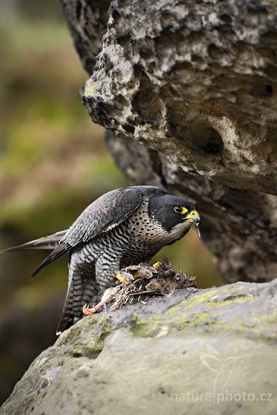 Sokol stěhovavý (Falco peregrinus), Sokol stěhovavý (Falco peregrinus) Peregrine Falcon, Autor: Ondřej Prosický | NaturePhoto.cz, Model: Canon EOS 5D Mark II, Objektiv: Canon EF 500mm f/4 L IS USM, Ohnisková vzdálenost (EQ35mm): 500 mm, stativ Gitzo, Clona: 6.3, Doba expozice: 1/160 s, ISO: 1250, Kompenzace expozice: -1, Blesk: Ne, Vytvořeno: 27. března 2010 14:52:52, zvíře v lidské péči, Herálec, Vysočina (Česko) 