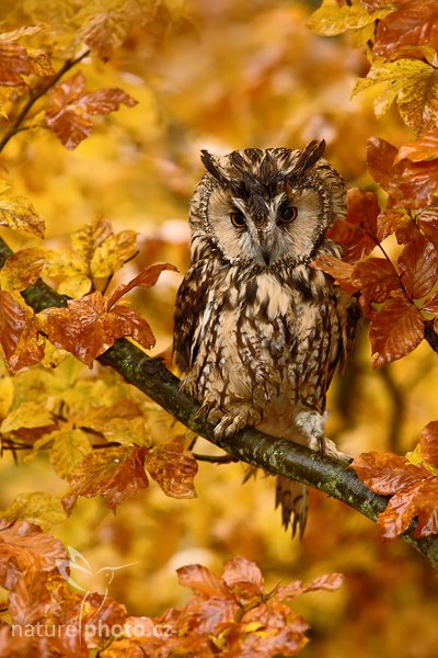 Kalous ušatý (Asio otus), Kalous ušatý (Asio otus), Long-eared Owl, Autor: Ondřej Prosický | NaturePhoto.cz, Model: Canon EOS-1D Mark III, Objektiv: Canon EF 200mm f/2.8 L USM + TC Canon 1,4x,Ohnisková vzdálenost (EQ35mm): 364 mm, stativ Gitzo 1227 LVL, Clona: 5.0, Doba expozice: 1/125 s, ISO: 400, Kompenzace expozice: -2/3, Blesk: Ano, Vytvořeno: 21. října 2007 9:39:05, sokolnicky vedený pták, Křižánky, Vysočina (Česko)