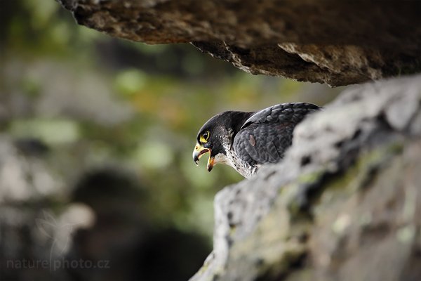 Sokol stěhovavý (Falco peregrinus), Sokol stěhovavý (Falco peregrinus) Peregrine Falcon, Autor: Ondřej Prosický | NaturePhoto.cz, Model: Canon EOS 5D Mark II, Objektiv: Canon EF 500mm f/4 L IS USM, Ohnisková vzdálenost (EQ35mm): 500 mm, stativ Gitzo, Clona: 5.6, Doba expozice: 1/160 s, ISO: 800, Kompenzace expozice: -1, Blesk: Ne, Vytvořeno: 27. března 2010 14:47:37, zvíře v lidské péči, Herálec, Vysočina (Česko) 