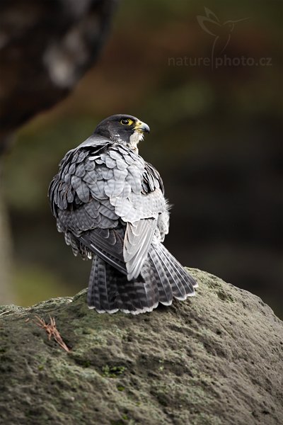 Sokol stěhovavý (Falco peregrinus), Sokol stěhovavý (Falco peregrinus) Peregrine Falcon, Autor: Ondřej Prosický | NaturePhoto.cz, Model: Canon EOS 5D Mark II, Objektiv: Canon EF 500mm f/4 L IS USM, Ohnisková vzdálenost (EQ35mm): 500 mm, stativ Gitzo, Clona: 7.1, Doba expozice: 1/250 s, ISO: 800, Kompenzace expozice: -1, Blesk: Ne, Vytvořeno: 27. března 2010 14:32:58, zvíře v lidské péči, Herálec, Vysočina (Česko) 