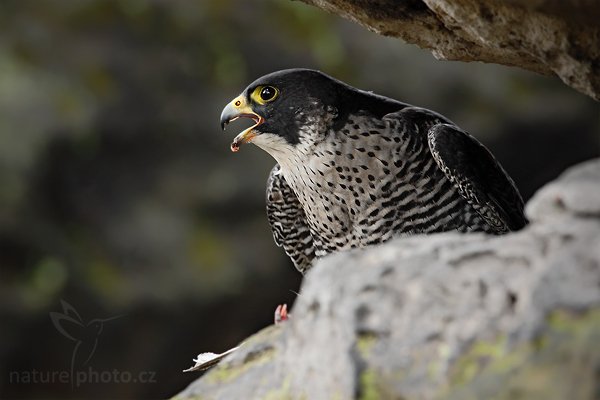 Sokol stěhovavý (Falco peregrinus), Sokol stěhovavý (Falco peregrinus) Peregrine Falcon, Autor: Ondřej Prosický | NaturePhoto.cz, Model: Canon EOS 5D Mark II, Objektiv: Canon EF 500mm f/4 L IS USM, Ohnisková vzdálenost (EQ35mm): 500 mm, stativ Gitzo, Clona: 9.0, Doba expozice: 1/80 s, ISO: 1250, Kompenzace expozice: -1, Blesk: Ne, Vytvořeno: 27. března 2010 14:51:44, zvíře v lidské péči, Herálec, Vysočina (Česko)