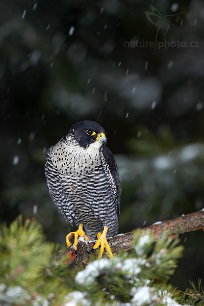 Sokol stěhovavý (Falco peregrinus), Sokol stěhovavý (Falco peregrinus) Peregrine Falcon, Autor: Ondřej Prosický | NaturePhoto.cz, Model: Canon EOS 5D Mark II, Objektiv: Canon EF 500mm f/4 L IS USM, Ohnisková vzdálenost (EQ35mm): 500 mm, stativ Gitzo, Clona: 6.3, Doba expozice: 1/100 s, ISO: 800, Kompenzace expozice: -2/3, Blesk: Ne, Vytvořeno: 13. března 2010 16:20:22, zvíře v lidské péči, Herálec, Vysočina (Česko)