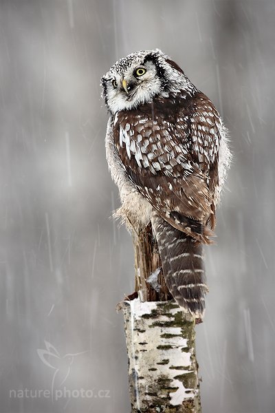 Sovice krahujová (Surnia ulula), Sovice krahujová (Surnia ulula Northern) Hawk Owl, Autor: Ondřej Prosický | NaturePhoto.cz, Model: Canon EOS 5D Mark II, Objektiv: Canon EF 500mm f/4 L IS USM, Ohnisková vzdálenost (EQ35mm): 500 mm, stativ Gitzo, Clona: 5.6, Doba expozice: 1/80 s, ISO: 500, Kompenzace expozice: 0, Blesk: Ne, Vytvořeno: 13. března 2010 10:09:33, zvíře v lidské péči, Herálec, Vysočina (Česko) 