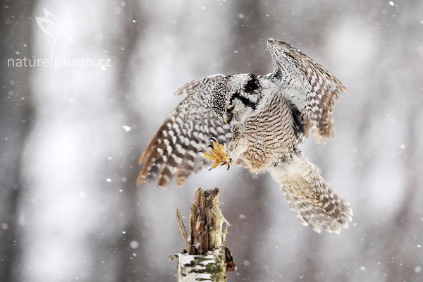 Sovice krahujová (Surnia ulula), Sovice krahujová (Surnia ulula Northern) Hawk Owl, Autor: Ondřej Prosický | NaturePhoto.cz, Model: Canon EOS 5D Mark II, Objektiv: Canon EF 500mm f/4 L IS USM, Ohnisková vzdálenost (EQ35mm): 500 mm, stativ Gitzo, Clona: 5.6, Doba expozice: 1/80 s, ISO: 500, Kompenzace expozice: 0, Blesk: Ne, Vytvořeno: 13. března 2010 10:09:33, zvíře v lidské péči, Herálec, Vysočina (Česko) 