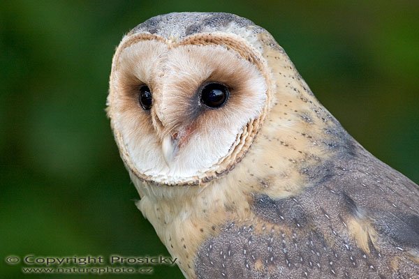 Sova pálená (Tyto alba), Sova pálená (Tyto alba), Autor: Ondřej Prosický, Model aparátu: Canon EOS 20D, Objektiv: Canon EF 400mm f/5.6 L USM, Ohnisková vzdálenost: 400.00 mm, monopod Manfrotto 681B + 234RC, Clona: 5.60, Doba expozice: 1/200 s, ISO: 400, Vyvážení expozice: 0.00, Blesk: Ano, Vytvořeno: 4. července 2005 10:11:41, Zayferus, Lednice (ČR) 