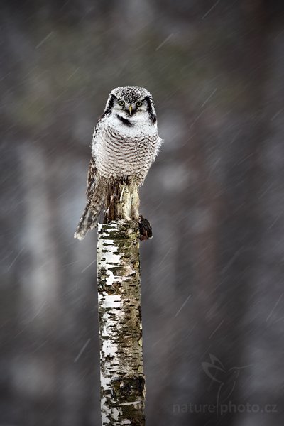 Sovice krahujová (Surnia ulula), Sovice krahujová (Surnia ulula Northern) Hawk Owl, Autor: Ondřej Prosický | NaturePhoto.cz, Model: Canon EOS 5D Mark II, Objektiv: Canon EF 500mm f/4 L IS USM, Ohnisková vzdálenost (EQ35mm): 500 mm, stativ Gitzo, Clona: 5.6, Doba expozice: 1/80 s, ISO: 500, Kompenzace expozice: 0, Blesk: Ne, Vytvořeno: 13. března 2010 10:09:33, zvíře v lidské péči, Herálec, Vysočina (Česko) 