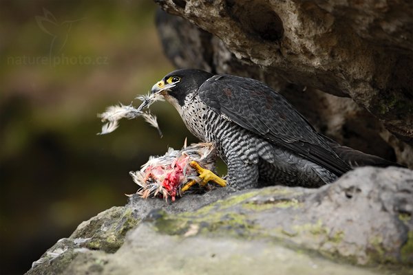 Sokol stěhovavý (Falco peregrinus), Sokol stěhovavý (Falco peregrinus) Peregrine Falcon, Autor: Ondřej Prosický | NaturePhoto.cz, Model: Canon EOS 5D Mark II, Objektiv: Canon EF 500mm f/4 L IS USM, Ohnisková vzdálenost (EQ35mm): 500 mm, stativ Gitzo, Clona: 6.3, Doba expozice: 1/250 s, ISO: 1250, Kompenzace expozice: -1, Blesk: Ne, Vytvořeno: 27. března 2010 14:58:19, zvíře v lidské péči, Herálec, Vysočina (Česko) 