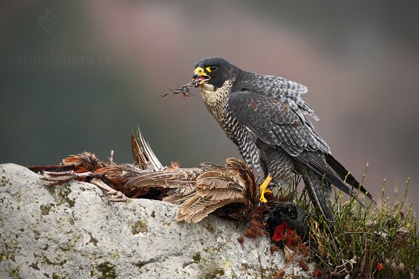 Sokol stěhovavý (Falco peregrinus), Sokol stěhovavý (Falco peregrinus) Peregrine Falcon, Autor: Ondřej Prosický | NaturePhoto.cz, Model: Canon EOS-1D Mark III, Objektiv: Canon EF 500mm f/4 L IS USM, Ohnisková vzdálenost (EQ35mm): 650 mm, stativ Gitzo, Clona: 7.1, Doba expozice: 1/400 s, ISO: 640, Kompenzace expozice: -2/3, Blesk: Ne, Vytvořeno: 8. listopadu 2009 14:23:18, zvíře v lidské péči, Herálec, Vysočina (Česko) 