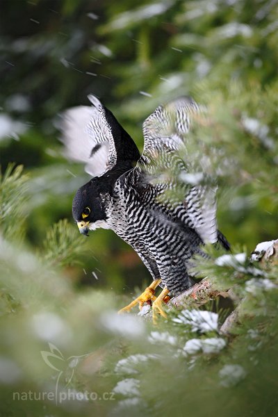 Sokol stěhovavý (Falco peregrinus), Sokol stěhovavý (Falco peregrinus) Peregrine Falcon, Autor: Ondřej Prosický | NaturePhoto.cz, Model: Canon EOS 5D Mark II, Objektiv: Canon EF 500mm f/4 L IS USM, Ohnisková vzdálenost (EQ35mm): 500 mm, stativ Gitzo, Clona: 6.3, Doba expozice: 1/125 s, ISO: 800, Kompenzace expozice: -2/3, Blesk: Ne, Vytvořeno: 13. března 2010 16:19:11, zvíře v lidské péči, Herálec, Vysočina (Česko)