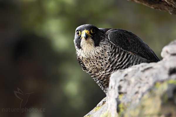 Sokol stěhovavý (Falco peregrinus), Sokol stěhovavý (Falco peregrinus) Peregrine Falcon, Autor: Ondřej Prosický | NaturePhoto.cz, Model: Canon EOS 5D Mark II, Objektiv: Canon EF 500mm f/4 L IS USM, Ohnisková vzdálenost (EQ35mm): 500 mm, stativ Gitzo, Clona: 6.3, Doba expozice: 1/100 s, ISO: 800, Kompenzace expozice: -1, Blesk: Ne, Vytvořeno: 27. března 2010 14:49:29, zvíře v lidské péči, Herálec, Vysočina (Česko) 