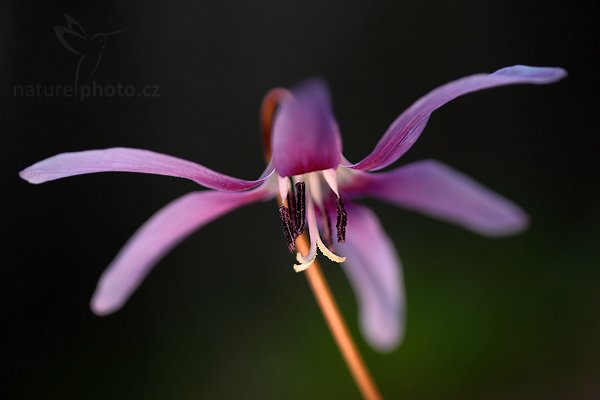 Kandík psí zub (Erythronium dens-canis)