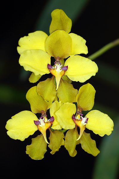 Cyrtochilum macranthum