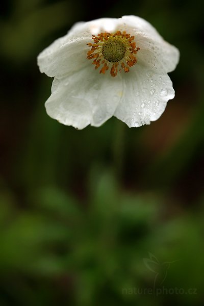 Sasanka lesní (Anemone sylvestris)