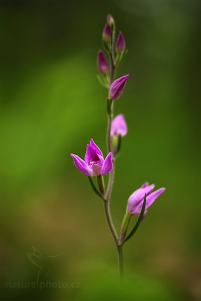 Okrotice červená (Cephalanthera rubra)