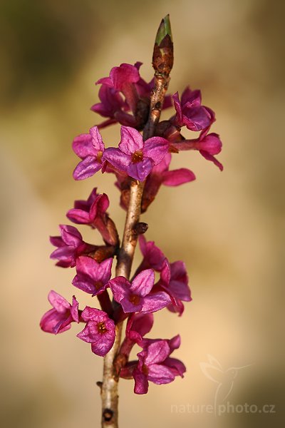 Lýkovec jedovatý (Daphne mezereum)