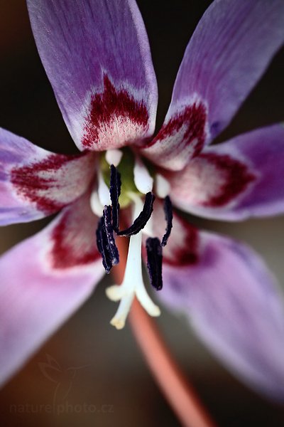 Kandík psí zub (Erythronium dens-canis)