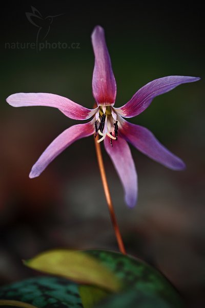 Kandík psí zub (Erythronium dens-canis)