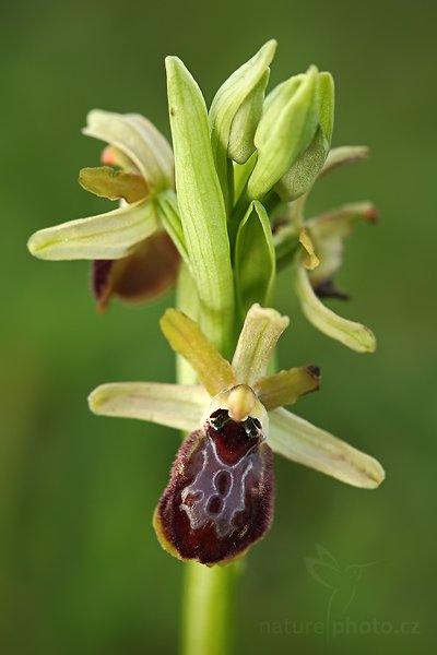 Tořič pavoukonosný drobnokvětý (Ophrys sphegodes araneola), Tořič pavoukonosný drobnokvětý (Ophrys sphegodes araneola), Autor: Ondřej Prosický | NaturePhoto.cz, Model: Canon EOS 5D Mark II, Objektiv: Canon EF 100mm f/2.8 Macro USM, Ohnisková vzdálenost (EQ35mm): 100 mm, stativ Gitzo, Clona: 5.6, Doba expozice: 1/125 s, ISO: 400, Kompenzace expozice: 0, Blesk: Ano, Vytvořeno: 31. března 2010 8:16:32, Camargue (Francie)