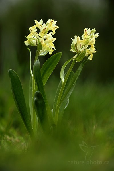 Prstnatec bezový (Dactylorhiza sambucina), Prstnatec bezový (Dactylorhiza sambucina), Elder-flowered Orchid,Autor: Ondřej Prosický | NaturePhoto.cz, Model: Canon EOS 5D Mark II, Objektiv: Canon EF 100mm f/2.8 Macro USM, Ohnisková vzdálenost (EQ35mm): 100 mm, stativ Gitzo, Clona: 3.5, Doba expozice: 1/160 s, ISO: 500, Kompenzace expozice: -1, Blesk: Ne, Vytvořeno: 15. května 2010 9:22:13, Prachaticko, Šumava (Česko)