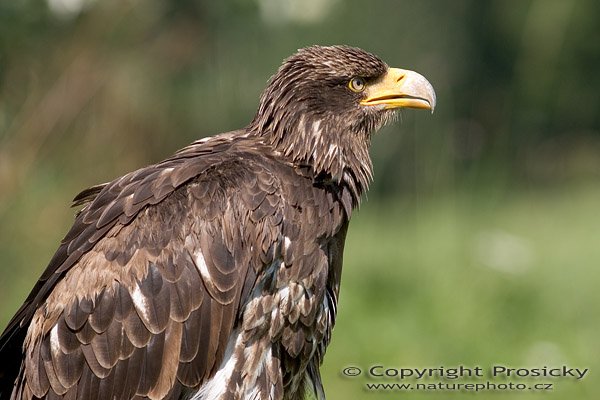 Orel bělohlavý (Haliaeetus leucocephalus), Orel bělohlavý (Haliaeetus leucocephalus), mladý, Autor: Ondřej Prosický, Model aparátu: Canon EOS 20D, Objektiv: Canon EF 400mm f/5.6 L USM, Ohnisková vzdálenost: 400.00 mm, monopod Manfrotto 681B + 234RC, Clona: 5.60, Doba expozice: 1/400 s, ISO: 100, Vyvážení expozice: 0.00, Blesk: Ne, Vytvořeno: 4. července 2005 10:19:39, Zayferus, Lednice (ČR)