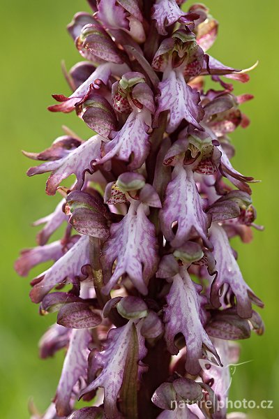 Barlie statná (Barlia robertiana), Barlie statná (Barlia robertiana), Giant Orchid, Autor: Ondřej Prosický | NaturePhoto.cz, Model: Canon EOS 5D Mark II, Objektiv: Canon EF 100mm f/2.8 Macro USM, Ohnisková vzdálenost (EQ35mm): 100 mm, stativ Gitzo, Clona: 5.6, Doba expozice: 1/320 s, ISO: 400, Kompenzace expozice: 0, Blesk: Ano, Vytvořeno: 31. března 2010 8:05:10, Camargue (Francie)