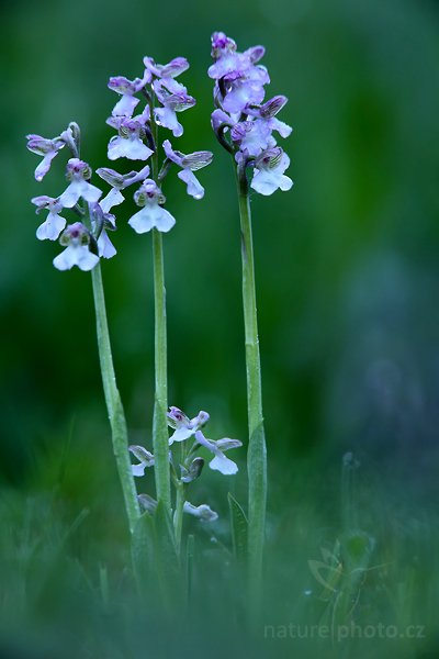 Vstavač kukačka (Orchis morio), Vstavač kukačka (Orchis morio), Meadow Orchis, Prachaticko (Šumava) 