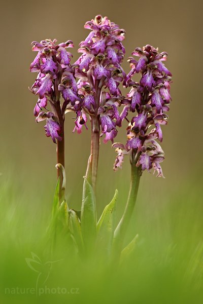 Barlie statná (Barlia robertiana), Barlie statná (Barlia robertiana), Giant Orchid, Autor: Ondřej Prosický | NaturePhoto.cz, Model: Canon EOS-1D Mark III, Objektiv: Canon EF 100mm f/2.8 Macro USM, Ohnisková vzdálenost (EQ35mm): 650 mm, stativ Gitzo, Clona: 6.3, Doba expozice: 1/250 s, ISO: 320, Kompenzace expozice: +1/3, Blesk: Ne, Vytvořeno: 31. března 2010 9:10:28, Camargue (Francie)