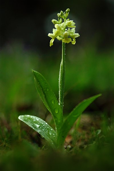 Vstavač bledý (Orchis pallens), Vstavač bledý (Orchis pallens) Pale Orchid, Autor: Ondřej Prosický | NaturePhoto.cz, Model: Canon EOS-1D Mark IV, Objektiv: Canon EF 100mm f/2.8 Macro USM + PL filtr, Ohnisková vzdálenost (EQ35mm): 130 mm, fotografováno z ruky, Clona: 2.8, Doba expozice: 1/80 s, ISO: 2000, Kompenzace expozice: -1 2/3, Blesk: Ne, Vytvořeno: 30. dubna 2010 18:10:24, Strakonicko (Česko)