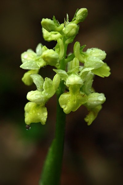 Vstavač bledý (Orchis pallens), Vstavač bledý (Orchis pallens) Pale Orchid, Autor: Ondřej Prosický | NaturePhoto.cz, Model: Canon EOS-1D Mark IV, Objektiv: Canon EF 100mm f/2.8 Macro USM + PL filtr, Ohnisková vzdálenost (EQ35mm): 130 mm, stativ Gitzo, Clona: 5.0, Doba expozice: 1/40 s, ISO: 3200, Kompenzace expozice: -1 2/3, Blesk: Ne, Vytvořeno: 30. dubna 2010 18:15:06, Strakonicko (Česko)