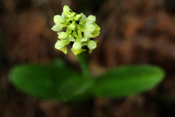 Vstavač bledý (Orchis pallens), Vstavač bledý (Orchis pallens) Pale Orchid, Autor: Ondřej Prosický | NaturePhoto.cz, Model: Canon EOS-1D Mark IV, Objektiv: Canon EF 100mm f/2.8 Macro USM + PL filtr, Ohnisková vzdálenost (EQ35mm): 130 mm, fotografováno z ruky, Clona: 3.5, Doba expozice: 1/50 s, ISO: 2500, Kompenzace expozice: -1 2/3, Blesk: Ne, Vytvořeno: 30. dubna 2010 18:12:29, Strakonicko (Česko) 