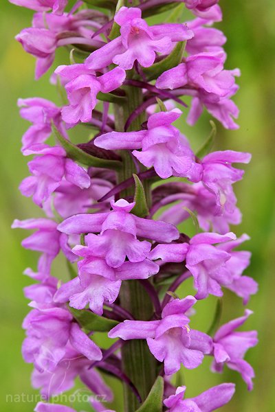 Pětiprstka hustokvětá (Gymnadenia densiflora), Pětiprstka hustokvětá (Gymnadenia densiflora), Marsh Fragrant Orchid, Autor: Ondřej Prosický | NaturePhoto.cz, Model: Canon EOS 5D Mark II, Objektiv: Canon EF 100mm f/2.8 Macro USM, Ohnisková vzdálenost (EQ35mm): 100 mm, stativ Gitzo, Clona: 11, Doba expozice: 1/60 s, ISO: 800, Kompenzace expozice: -1/3, Blesk: Ano, Vytvořeno: 21. června 2009 10:09:04, Bílé Karpaty (Česko) 