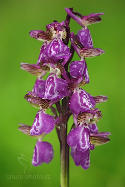 Vstavač kukačka (Orchis morio), Vstavač kukačka (Orchis morio), Meadow Orchis, Autor: Ondřej Prosický | NaturePhoto.cz, Model: Canon EOS 5D Mark II, Objektiv: Canon EF 100mm f/2.8 Macro USM, Ohnisková vzdálenost (EQ35mm): 100 mm, stativ Gitzo, Clona: 5.6, Doba expozice: 1/50 s, ISO: 640, Kompenzace expozice: -1/3, Blesk: Ano, Vytvořeno: 15. května 2010 9:35:32, Prachaticko (Šumava)