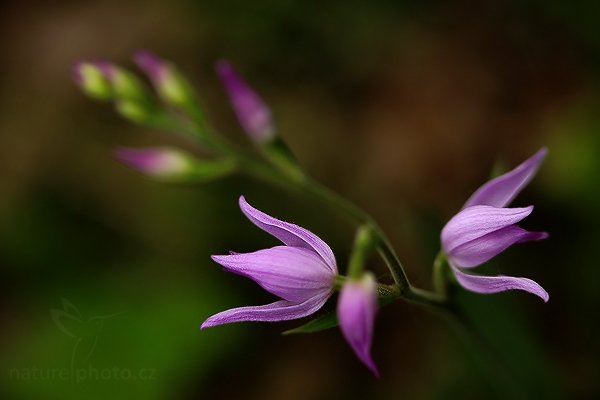 Okrotice červená (Cephalanthera rubra), Okrotice červená (Cephalanthera rubra), Red Helleborine, Autor: Ondřej Prosický | NaturePhoto.cz, Model: Canon EOS 5D Mark II, Objektiv: Canon EF 100mm f/2.8 Macro USM, Ohnisková vzdálenost (EQ35mm): 100 mm, stativ Gitzo, Clona: 3.5, Doba expozice: 1/160 s, ISO: 400, Kompenzace expozice: -1 1/3, Blesk: Ne, Vytvořeno: 24. května 2009 9:35:53, v lese (Slovensko)