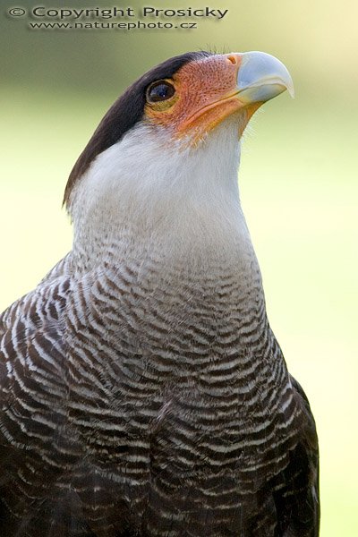 Karančo jižní (Caracara plancus), Karančo jižní (Caracara plancus), Autor: Ondřej Prosický, Model aparátu: Canon EOS 20D, Objektiv: Canon EF 400mm f/5.6 L USM, Ohnisková vzdálenost: 400.00 mm, monopod Manfrotto 681B + 234RC, Clona: 7.10, Doba expozice: 1/250 s, ISO: 400, Vyvážení expozice: 0.00, Blesk: Ano, Vytvořeno: 4. července 2005 10:26:03, Zayferus, Lednice (ČR) 