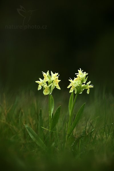 Prstnatec bezový (Dactylorhiza sambucina), Prstnatec bezový (Dactylorhiza sambucina), Elder-flowered Orchid, Autor: Ondřej Prosický | NaturePhoto.cz, Model: Canon EOS 5D Mark II, Objektiv: Canon EF 100mm f/2.8 Macro USM, Ohnisková vzdálenost (EQ35mm): 100 mm, stativ Gitzo, Clona: 3.5, Doba expozice: 1/160 s, ISO: 500, Kompenzace expozice: -1, Blesk: Ne, Vytvořeno: 15. května 2010 9:22:13, Bílé Karpaty (Česko) 