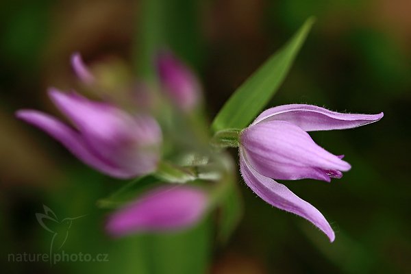 Okrotice červená (Cephalanthera rubra), Okrotice červená (Cephalanthera rubra), Red Helleborine, Autor: Ondřej Prosický | NaturePhoto.cz, Model: Canon EOS 5D Mark II, Objektiv: Canon EF 100mm f/2.8 Macro USM, Ohnisková vzdálenost (EQ35mm): 100 mm, stativ Gitzo, Clona: 5.6, Doba expozice: 1/80 s, ISO: 400, Kompenzace expozice: -1, Blesk: Ano, Vytvořeno: 24. května 2009 9:24:48, v lese (Slovensko)