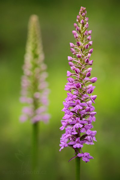 Pětiprstka hustokvětá (Gymnadenia densiflora), Pětiprstka hustokvětá (Gymnadenia densiflora), Marsh Fragrant Orchid, Autor: Ondřej Prosický | NaturePhoto.cz, Model: Canon EOS 5D Mark II, Objektiv: Canon EF 100mm f/2.8 Macro USM, Ohnisková vzdálenost (EQ35mm): 100 mm, stativ Gitzo, Clona: 4.5, Doba expozice: 1/500 s, ISO: 400, Kompenzace expozice: -1/3, Blesk: Ne, Vytvořeno: 21. června 2009 10:14:58, Bílé Karpaty (Česko) 