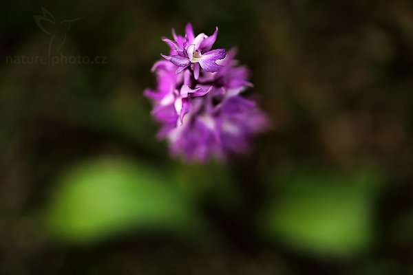 Vstavač mužský (Orchis mascula ssp. mascula), Vstavač mužský (Orchis mascula ssp. mascula), Early-purple Orchid, Autor: Ondřej Prosický | NaturePhoto.cz, Model: Canon EOS 5D Mark II, Objektiv: Canon EF 100mm f/2.8 Macro USM, Ohnisková vzdálenost (EQ35mm): 100 mm, stativ Gitzo, Clona: 3.2, Doba expozice: 1/500 s, ISO: 400, Kompenzace expozice: -1, Blesk: Ne, Vytvořeno: 23. května 2009 13:44:51, na louce (Slovensko)