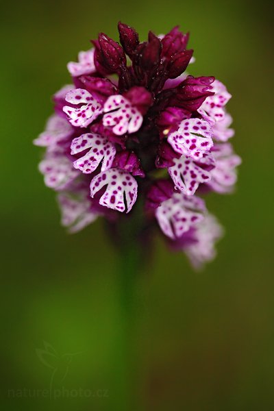 Vstavač Dietrichův (Orchis dietrichiana), Vstavač Dietrichův (Orchis dietrichiana) Dietrich Orchid, Autor: Ondřej Prosický | NaturePhoto.cz, Model: Canon EOS 5D Mark II, Objektiv: Canon EF 100mm f/2.8 Macro USM + PL filtr, Ohnisková vzdálenost (EQ35mm): 100 mm, fotografováno z ruky, Clona: 2.8, Doba expozice: 1/125 s, ISO: 1000, Kompenzace expozice: -1, Blesk: Ne, Vytvořeno: 11. května 2010 18:32:00, nedaleko Úštěku (Česko)