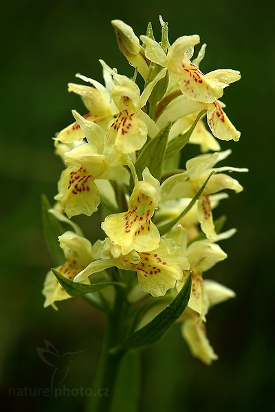 Prstnatec bezový (Dactylorhiza sambucina), Prstnatec bezový (Dactylorhiza sambucina), Elder-flowered Orchid, Autor: Ondřej Prosický | NaturePhoto.cz, Model: Canon EOS 5D Mark II, Objekt iv: Canon EF 100mm f/2.8 Macro USM, Ohnisková vzdálenost (EQ35mm): 100 mm, stativ Gitzo, Clona: 6.3, Doba expozice: 1/80 s, ISO: 400, Kompenzace expozice: -2/3, Blesk: Ne, Vytvořeno: 15. května 2010 10:16:28, Prachaticko, Šumava (Česko) 