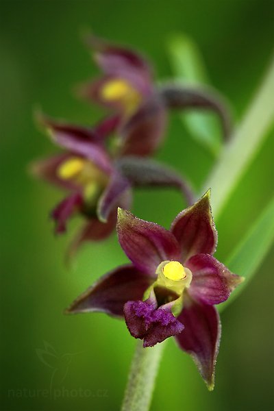 Kruštík tmavočervený (Epipactis atrorubens), Kruštík tmavočervený (Epipactis atrorubens), Dark-red Helleborine, Autor: Ondřej Prosický | NaturePhoto.cz, Model: Canon EOS 5D Mark II, Objektiv: Canon EF 100mm f/2.8 Macro USM, Ohnisková vzdálenost (EQ35mm): 100 mm, stativ Gitzo, Clona: 7.1, Doba expozice: 1/13 s, ISO: 800, Kompenzace expozice: -2/3, Blesk: Ne, Vytvořeno: 13. června 2009 9:30:34, nedaleko Úštěka (Česko) 