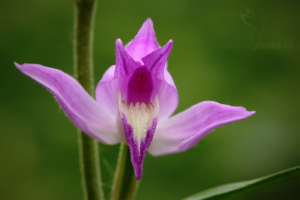 Okrotice červená (Cephalanthera rubra), Okrotice červená (Cephalanthera rubra), Red Helleborine, Autor: Ondřej Prosický | NaturePhoto.cz, Model: Canon EOS 5D Mark II, Objektiv: Canon EF 100mm f/2.8 Macro USM, Ohnisková vzdálenost (EQ35mm): 100 mm, stativ Gitzo, Clona: 14, Doba expozice: 1/4 s, ISO: 400, Kompenzace expozice: -1/3, Blesk: Ne, Vytvořeno: 24. května 2009 9:17:43, v lese (Slovensko) 