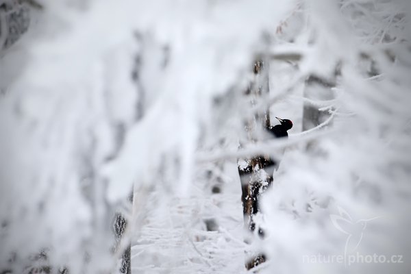 Datel černý (Dryocopus martius) , Datel černý (Dryocopus martius), Black Woodpecker, Autor: Ondřej Prosický | NaturePhoto.cz, Model: Canon EOS-1D Mark III, Objektiv: Canon EF 500mm f/4 L IS USM, Ohnisková vzdálenost (EQ35mm): 650 mm, fotografováno z ruky (IS), Clona: 6.3, Doba expozice: 1/640 s, ISO: 400, Kompenzace expozice: +1, Blesk: Ne, Vytvořeno: 13. února 2010 12:53:38, Lužické hory (Česko) 